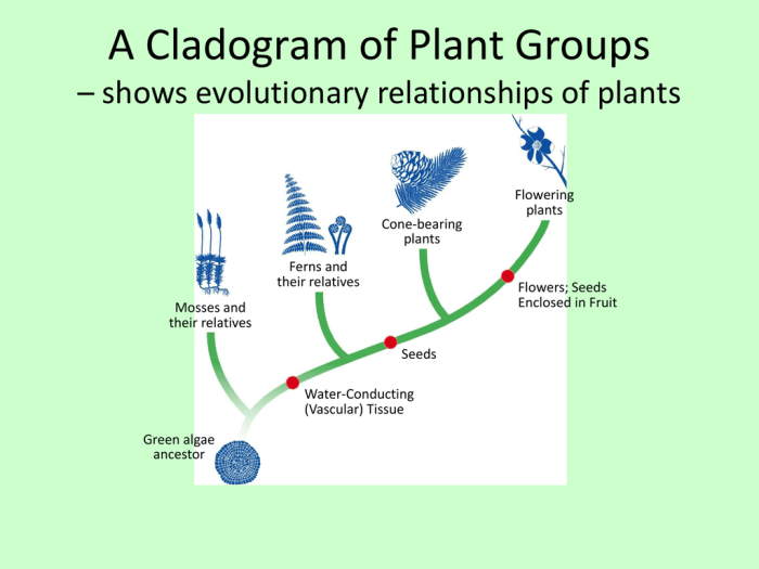 Plant phylogenetic tree with traits