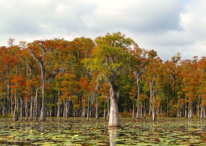 Trees to plant in wetlands