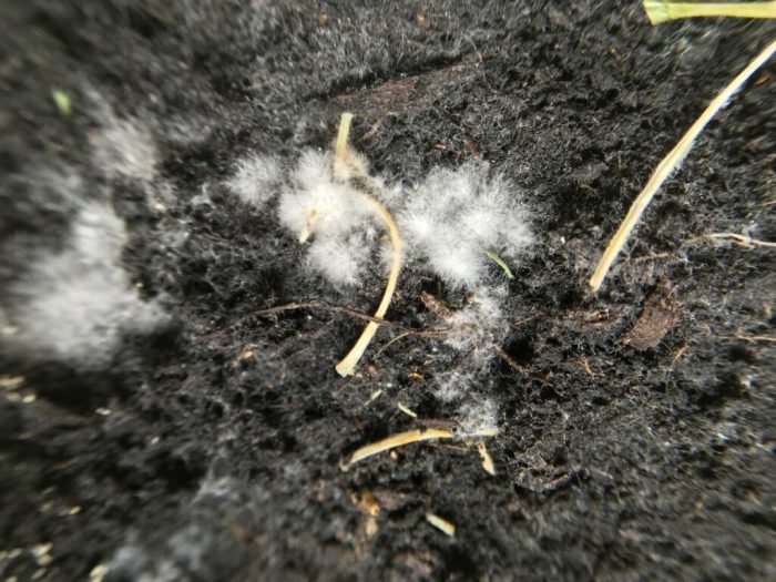 What happens if you plant moldy seeds