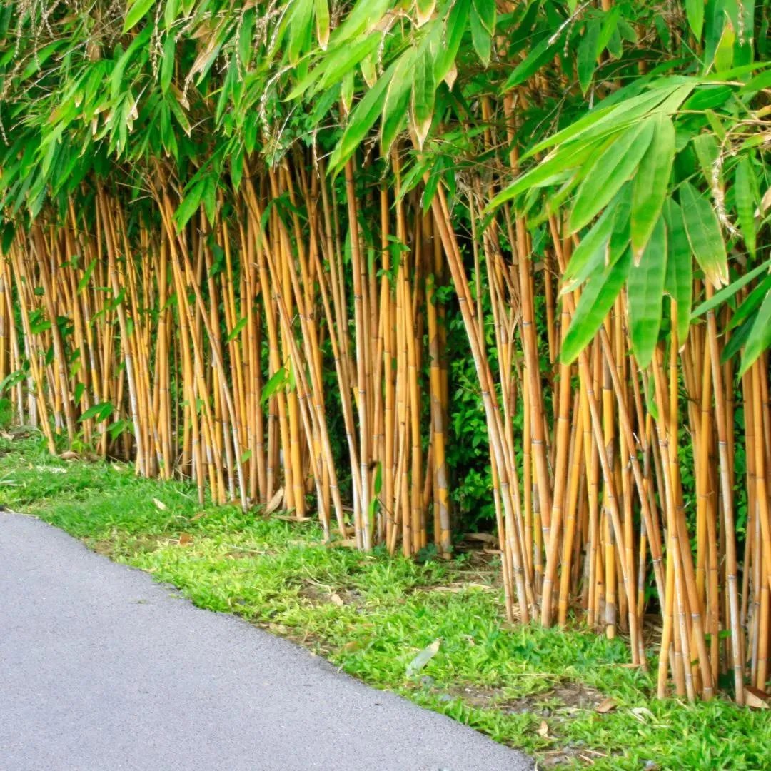 Bamboo tree or plant