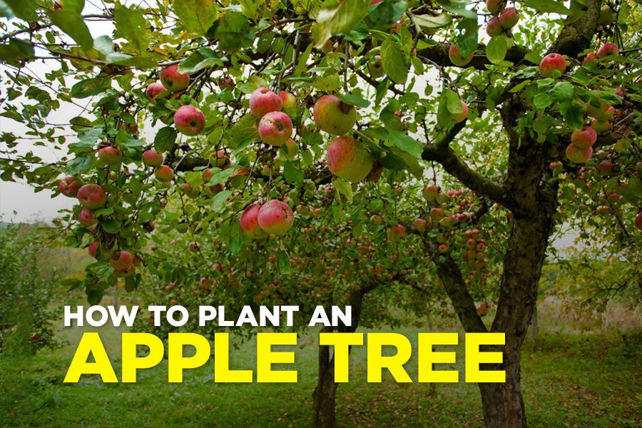 Can you plant just one apple tree