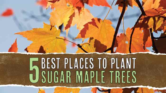 How to plant sugar maple trees