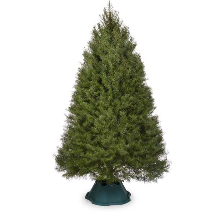 Douglas fir christmas tree to plant