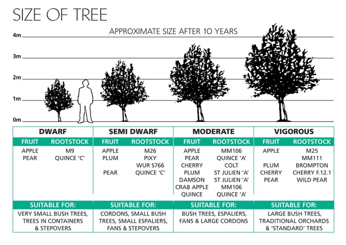 How far apart should you plant trees