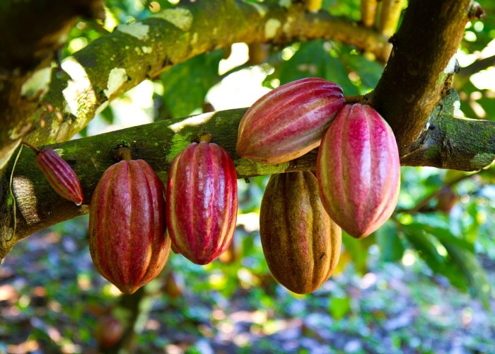 How to plant cocoa tree