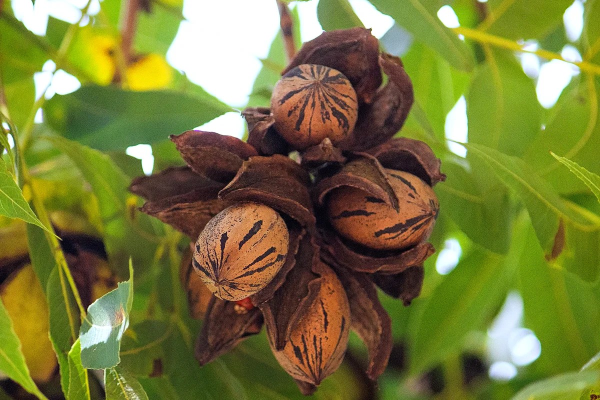 Pecan trees planting