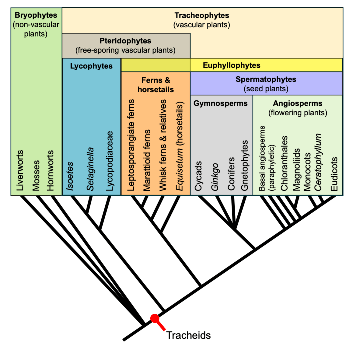 Plant phylogenetic tree with traits