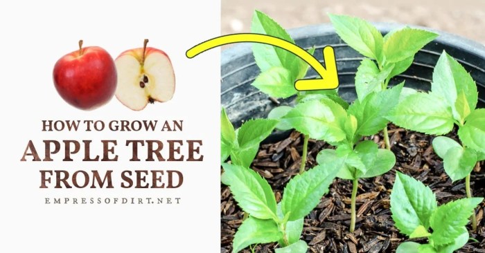 Plant apple tree from seed