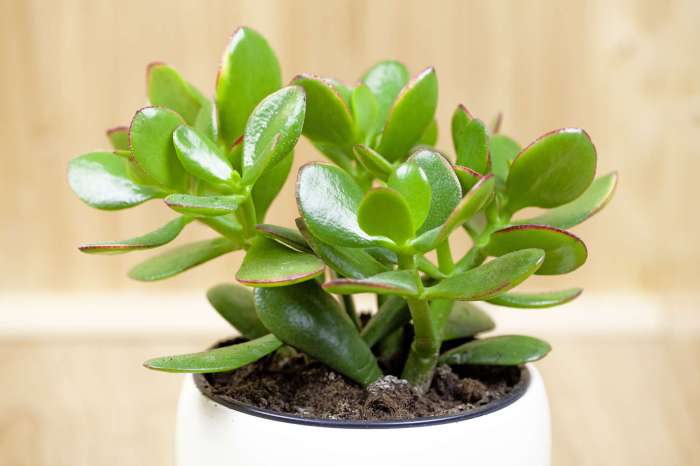 Money plant tree images