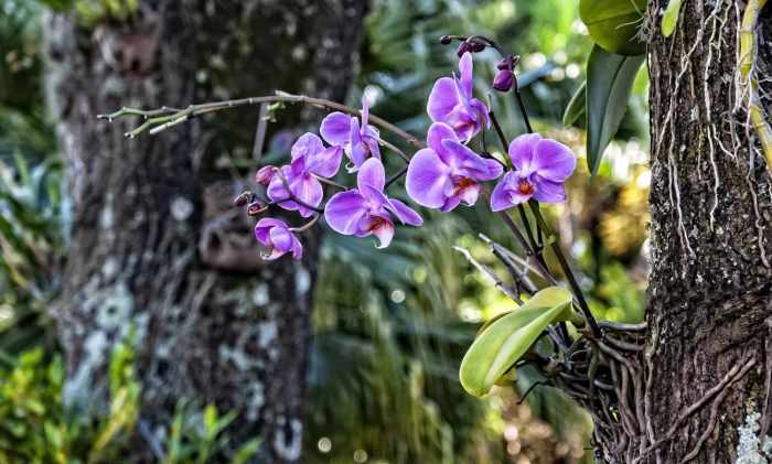 How to plant orchids in trees