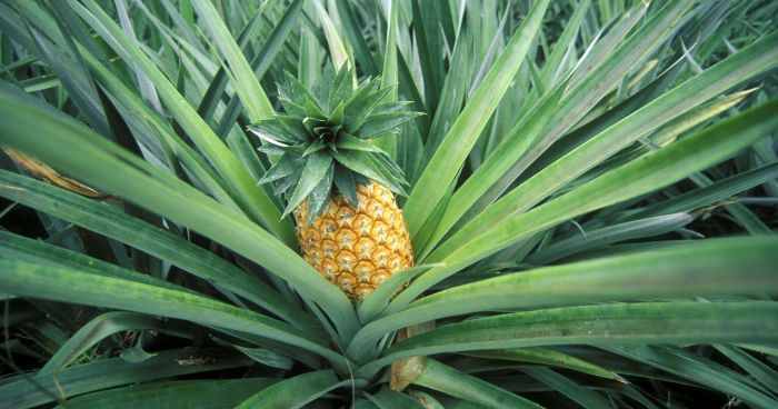 Pineapple plant or tree