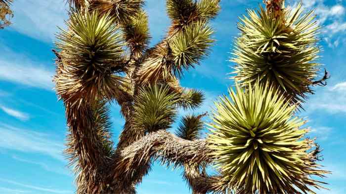 How to plant a joshua tree seed