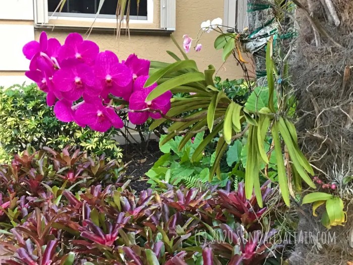 How to plant orchids in trees