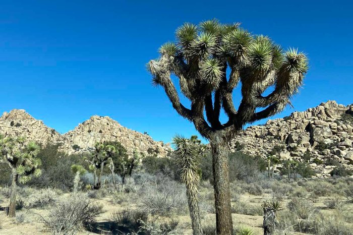 How to plant a joshua tree seed