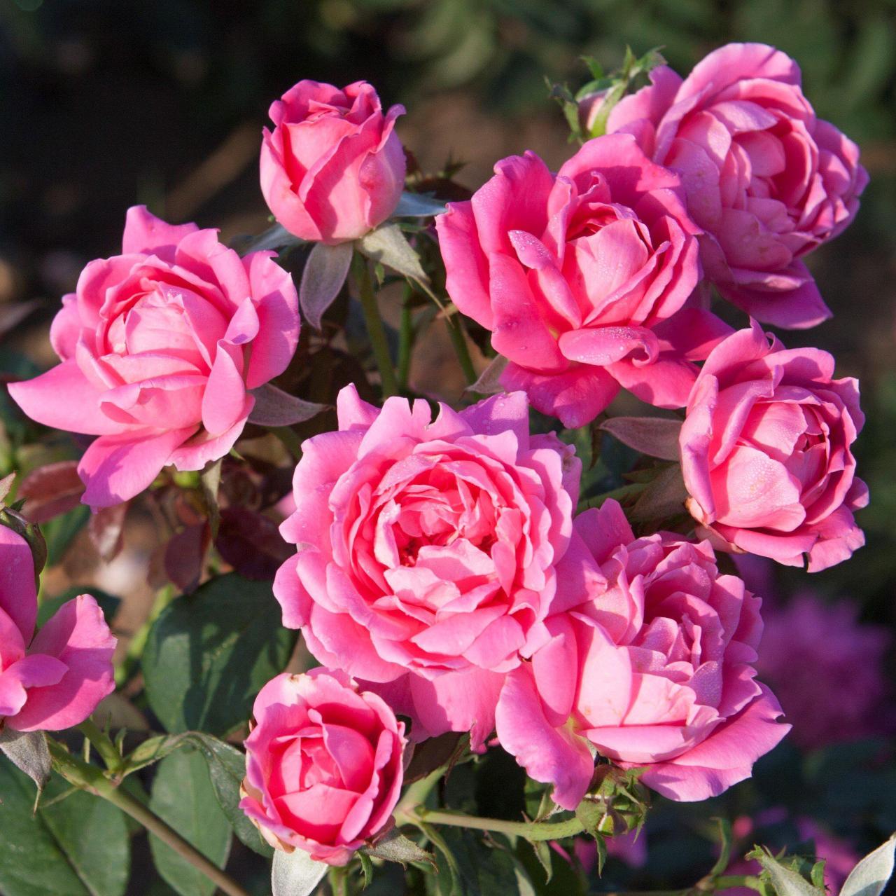 Rose tree plant for sale