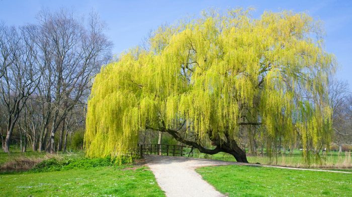 When to plant a weeping willow tree