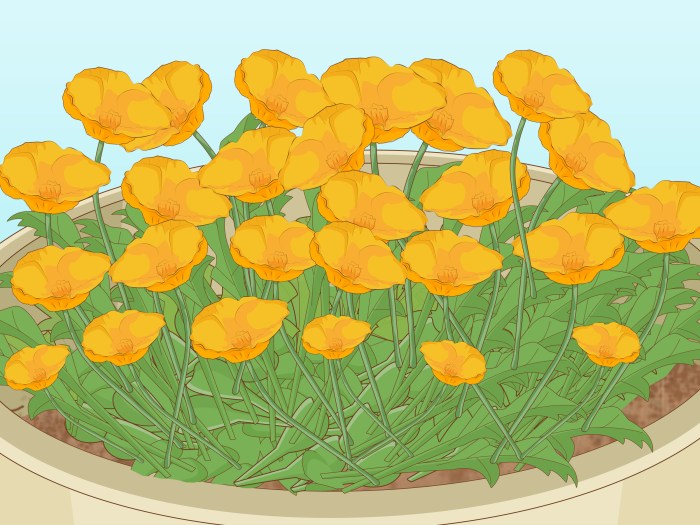 When to plant poppy seeds