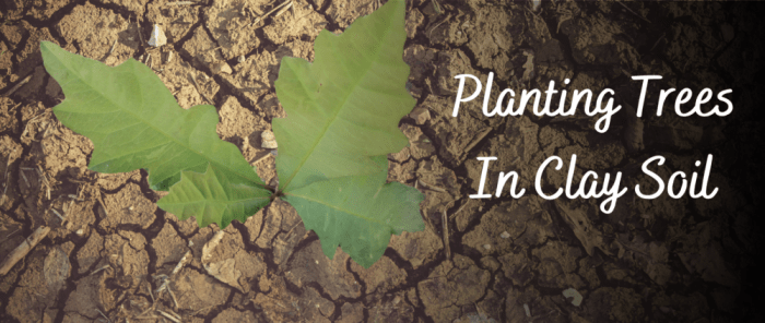 How to plant a tree in clay