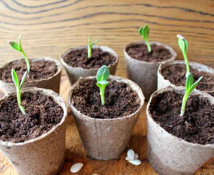 How to plant seeds from a pumpkin