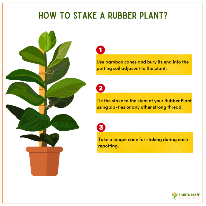 Rubber tree plant repotting