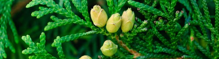 When to plant cedar trees