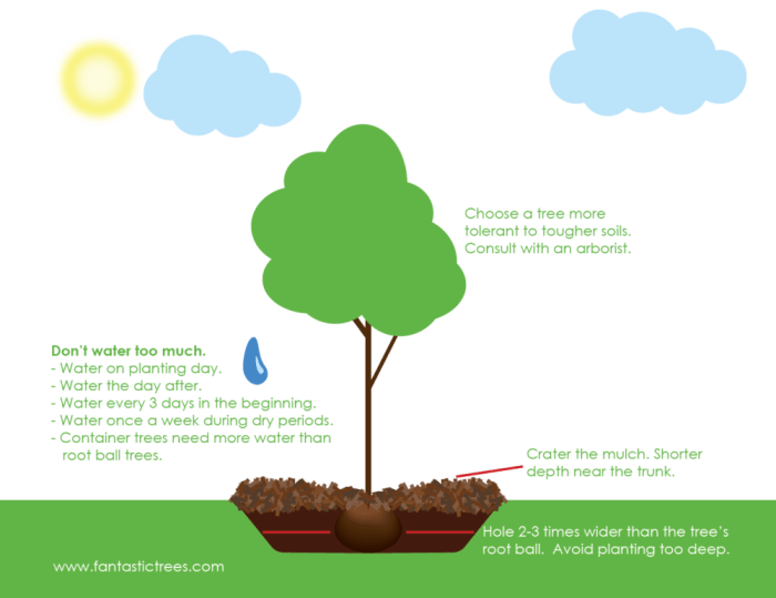 How to plant a tree in clay