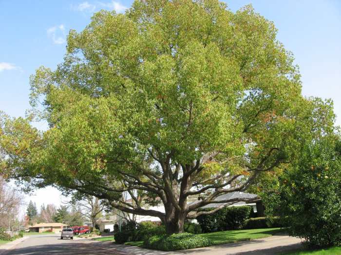 Most beautiful trees to plant