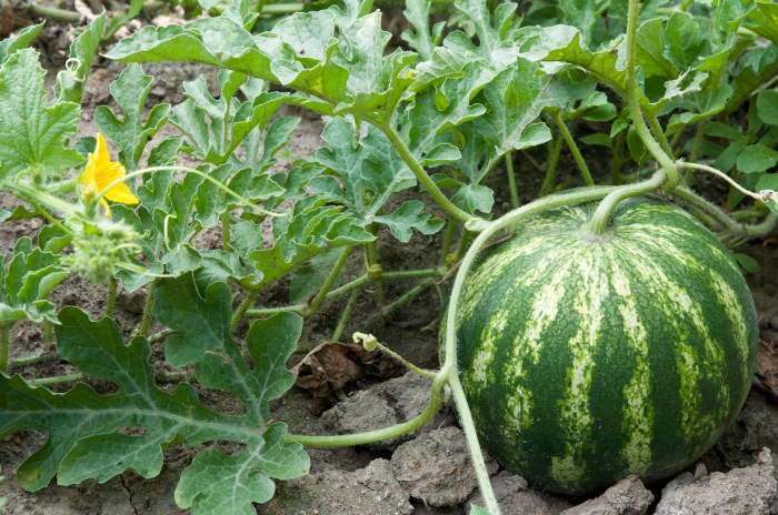 How to plant a watermelon seed