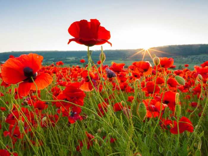 When to plant poppy seeds