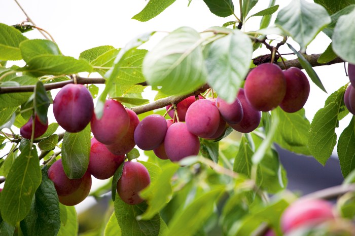 Where to plant plum trees