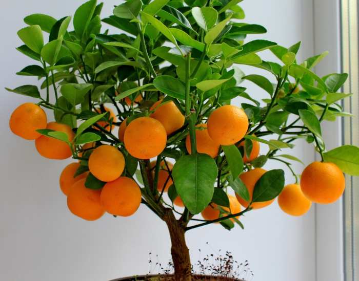 How to plant a tangerine tree