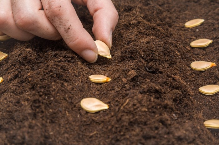 How to plant seeds from a pumpkin