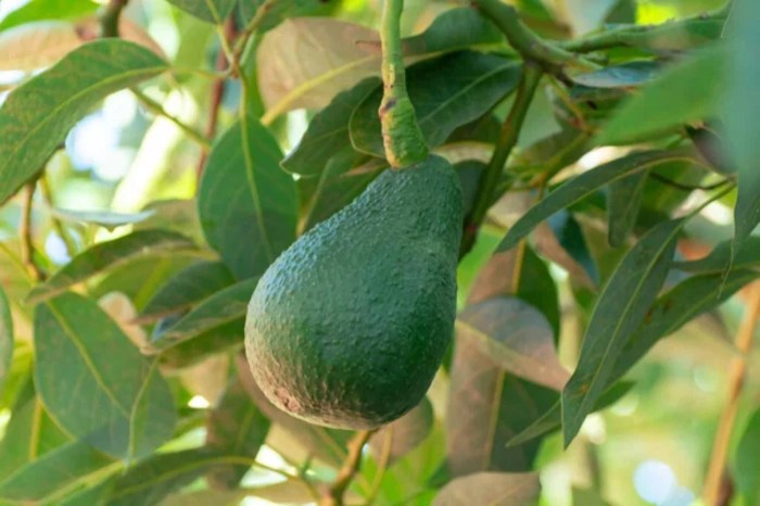 Best time to plant avocado tree