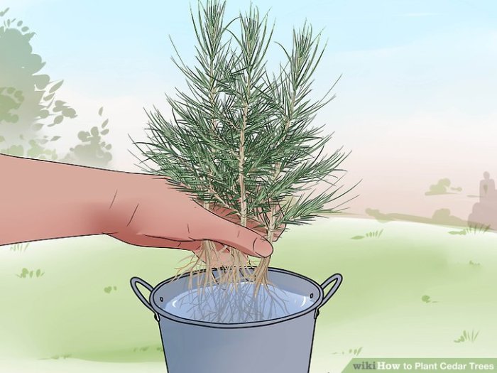 Plant a cedar tree