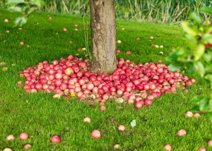 Can you plant one apple tree