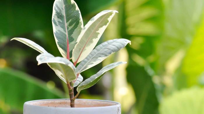 Propagate rubber tree plant