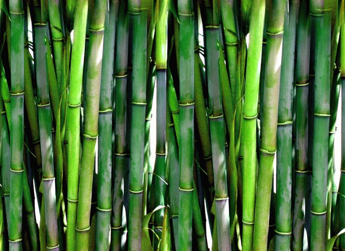 Bamboo stock php