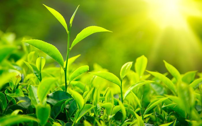 Tea tree camellia sinensis plant