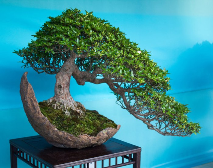 Bonsai tree indoor plant