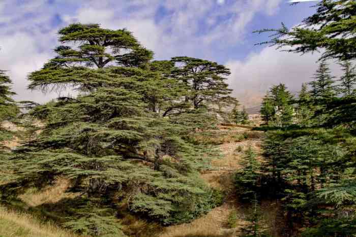 When to plant cedar trees