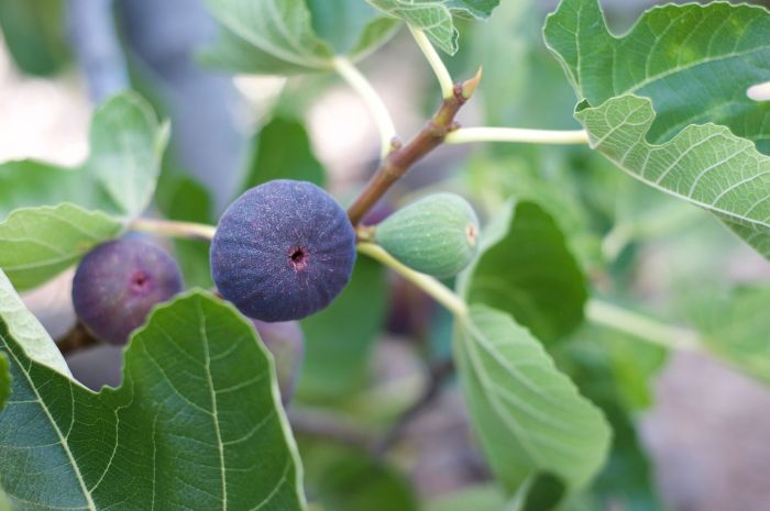 Plant fig tree in ground