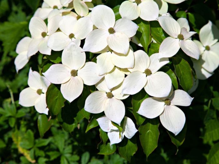 When to plant dogwood tree