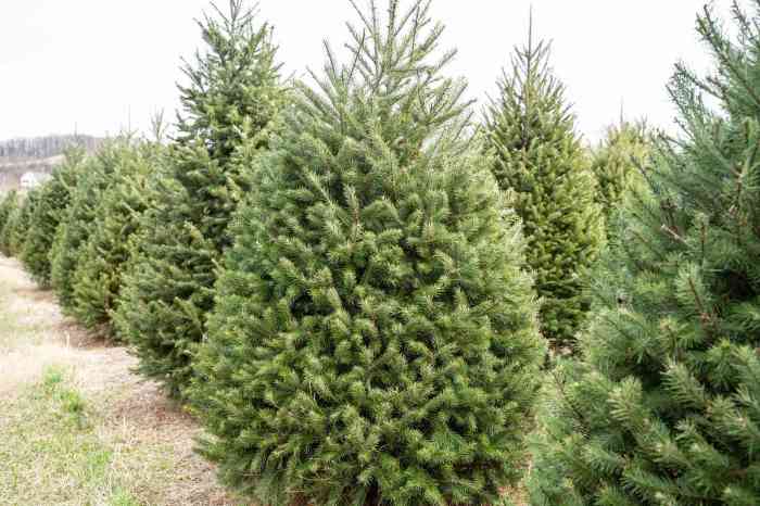 Douglas fir christmas tree to plant