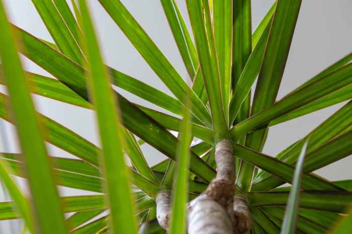 Madagascar dracaena colorama marginata trunk nestreeo