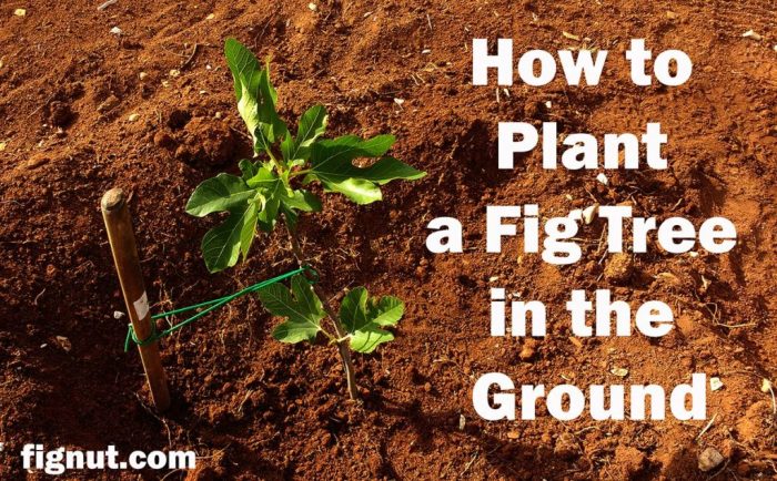 Plant fig tree in ground