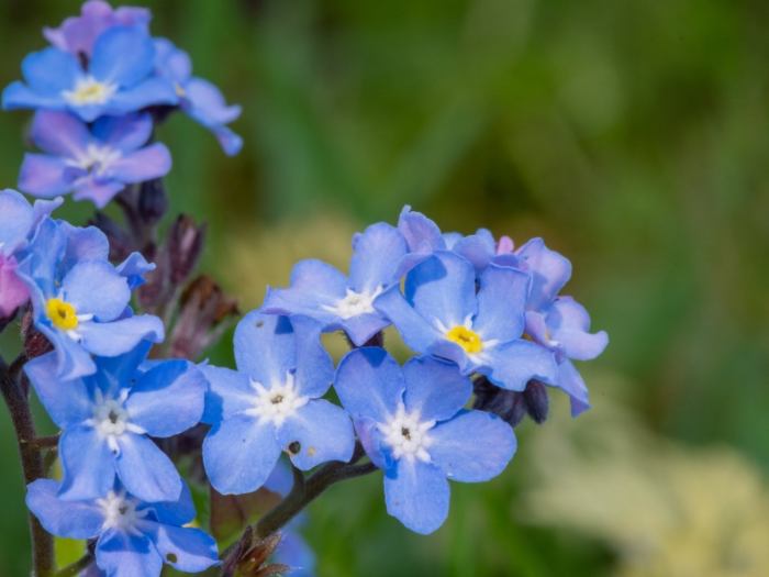 Forget me not plant seeds