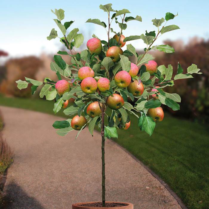 Can you plant just one apple tree