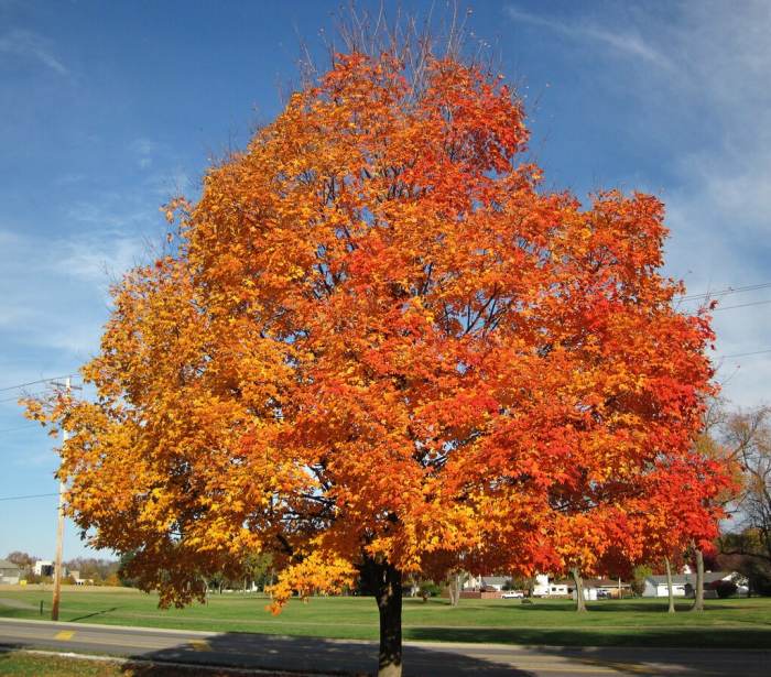 How to plant sugar maple trees