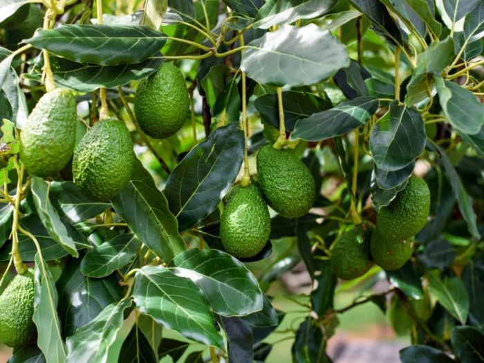 Best time to plant avocado tree