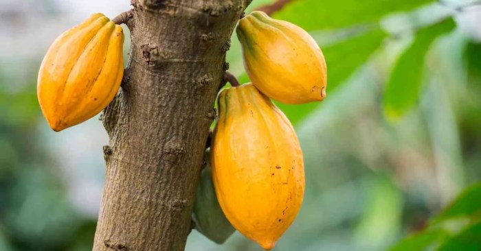 How to plant cocoa tree